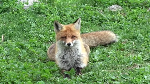 Fox in the grass Video stock 107773118