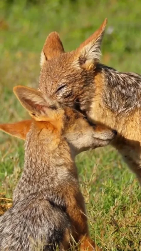 Fox in the grass Stock Footage 321260285