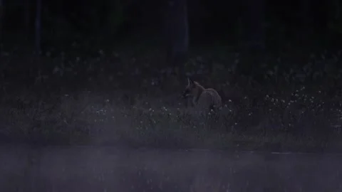 Fox in green forest. Cute Red Fox, Vulpes vulpes, at forest on mossy stone. Wild Stock Footage 245149556