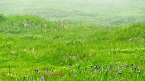 Fox on Green Summer Meadow Stock Footage 94758647