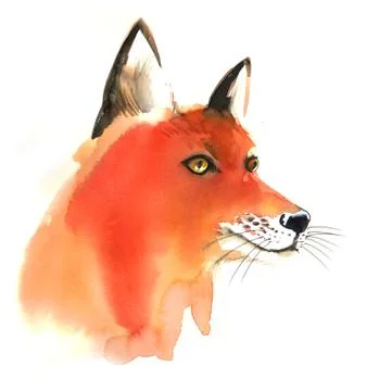 Fox head Stock Illustration