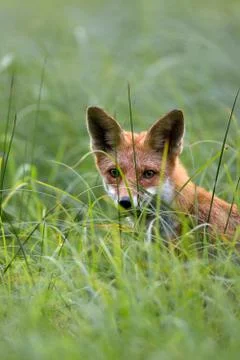 Fox hidden in the grass, a portrait Stock Photos