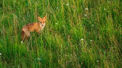 Fox in high grass Stock Photos
