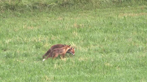 Fox with his cub on a meadow in summer Stock Footage 276457514