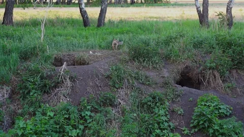 A Fox from his hole Stock Footage 85316824