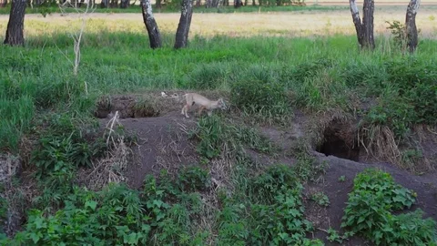 The Fox from his hole with a fox Stock Footage 85321073