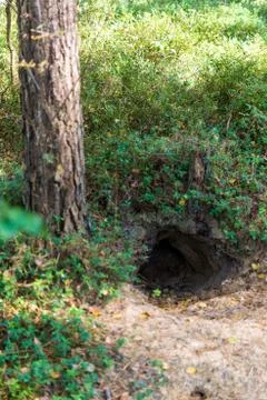 Fox hole Foto stock