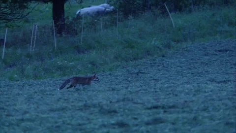 Fox on the Hunt in Twilight by a Sheepfold Stock Footage 313601927