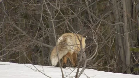 Fox Hunting in Forest on Snow in Spring Stock Footage 11013000