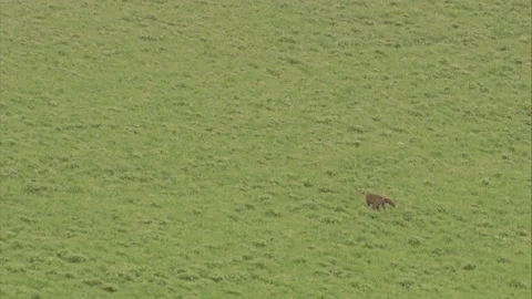 Fox is hunting on a meadow in summer Stock Footage 212937875