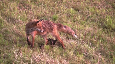 Fox hunting mouse Stock Footage 220452739