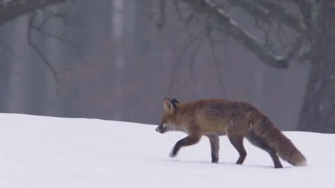 Fox is hunting in the snow Stock Footage 296626569