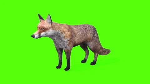 Fox Idle Green Screen Animation 4K Rende... | Stock Video | Pond5