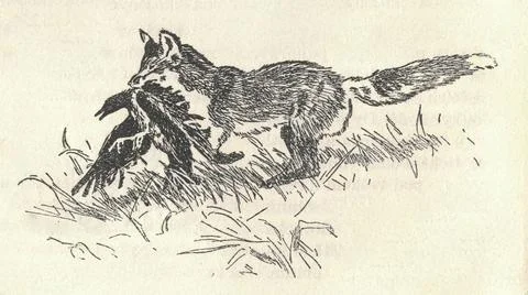 A fox with its bird prey. Old black and white illustration. Vintage drawing.  Illustrazione stock