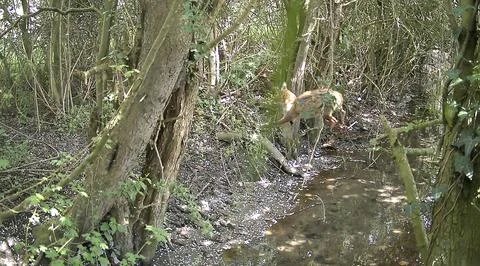 Fox jumping across stream in British woodland Stock Photos