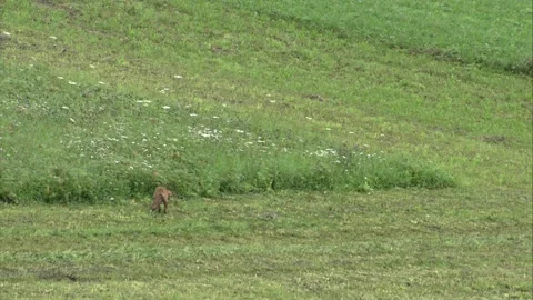 Fox is jumping after mice on a meadow Stock Footage 212937959