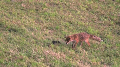 Fox jumping after mouse 스톡 동영상 220452653