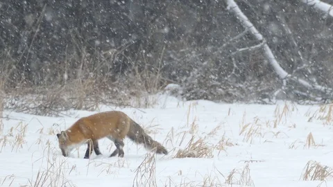 Fox jumping head first in the snow during light snowfall at edge of a field - HD Vidéo 122670241