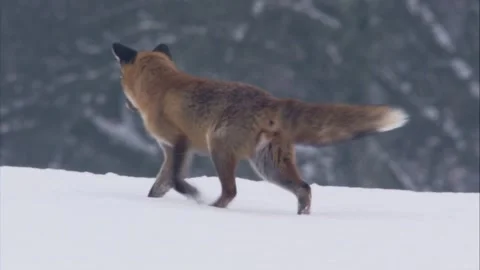 Fox jumps after mouse in the snow Stock Footage 296626472