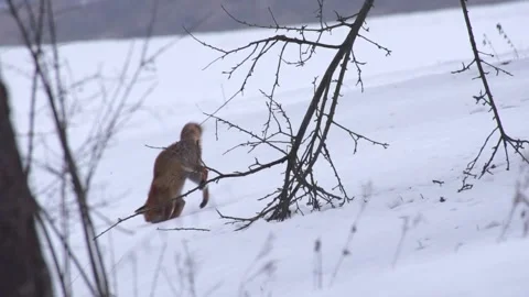 Fox jumps after mouse in the snow (slow motion) Stock Footage 296626663