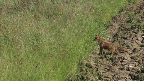 Fox jumps after prey on a meadow in summer Stock Footage 276457571