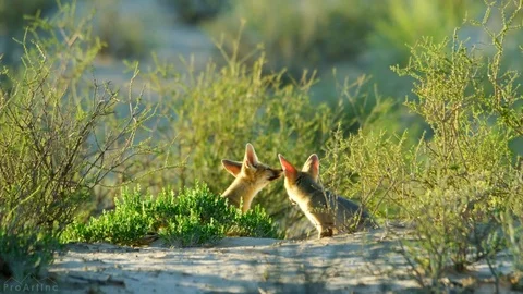 Fox In Jungle Stock Footage 116015794