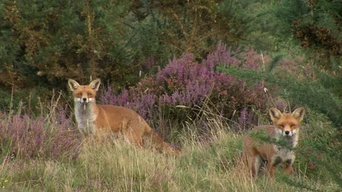 Fox juveniles (Vulpes vulpes) look straight ahead before moving off Stock Footage 204792580