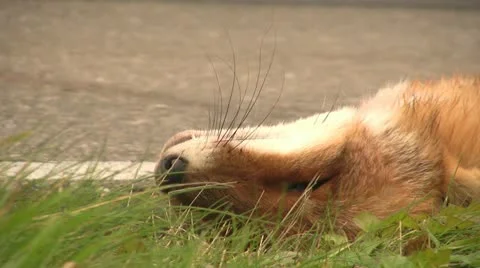 Fox, killed by traffic accident Видео 11968266