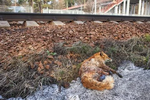 A fox killed by a train. Dead forest animals by the roads. Ecology Stock Photos