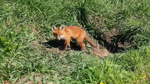 Fox kit 1 Stock Footage 25391947