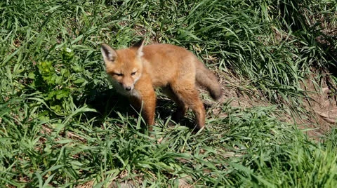 Fox kit 2 Stock Footage 25393549
