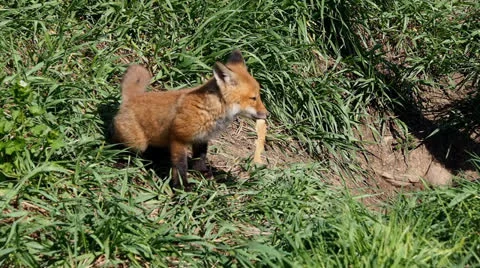 Fox kit 3 Stock Footage 25394113