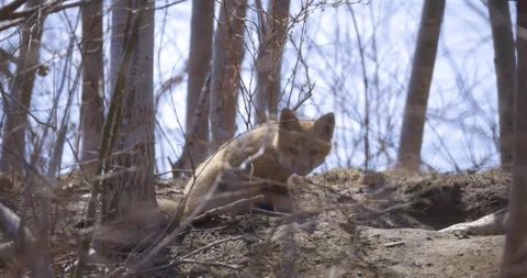A fox kit climbs over a sunny woodland slope surrounded by bare branches and Stock Footage 321322767