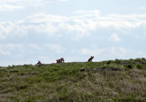 Fox Kits at Den Stock Photos