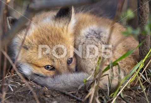 Fox Kits Near Den Stock Photos