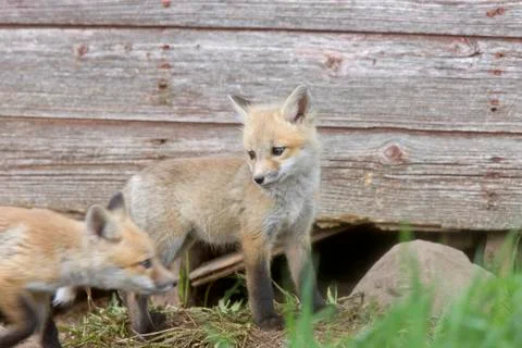 Fox Kits 写真素材