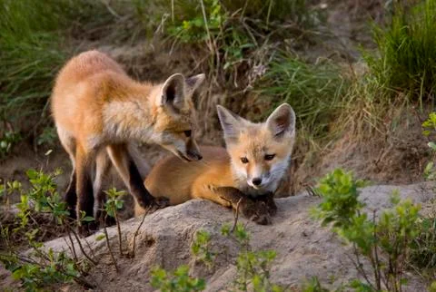Fox Kits at Play Stock Photos
