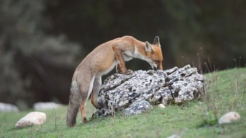 Fox on a large stone looking for food 库存影片 135314273