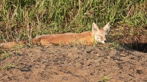 A fox is laying in the soil, looking up at the camera Stock Footage 293182327