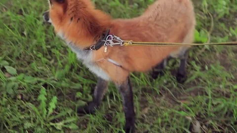 Fox on leash cautiously exploring new territory with green grass. Stock Footage 81646977