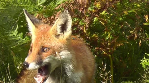 Fox licking its face and looking around - close-up Stock Footage 41715433