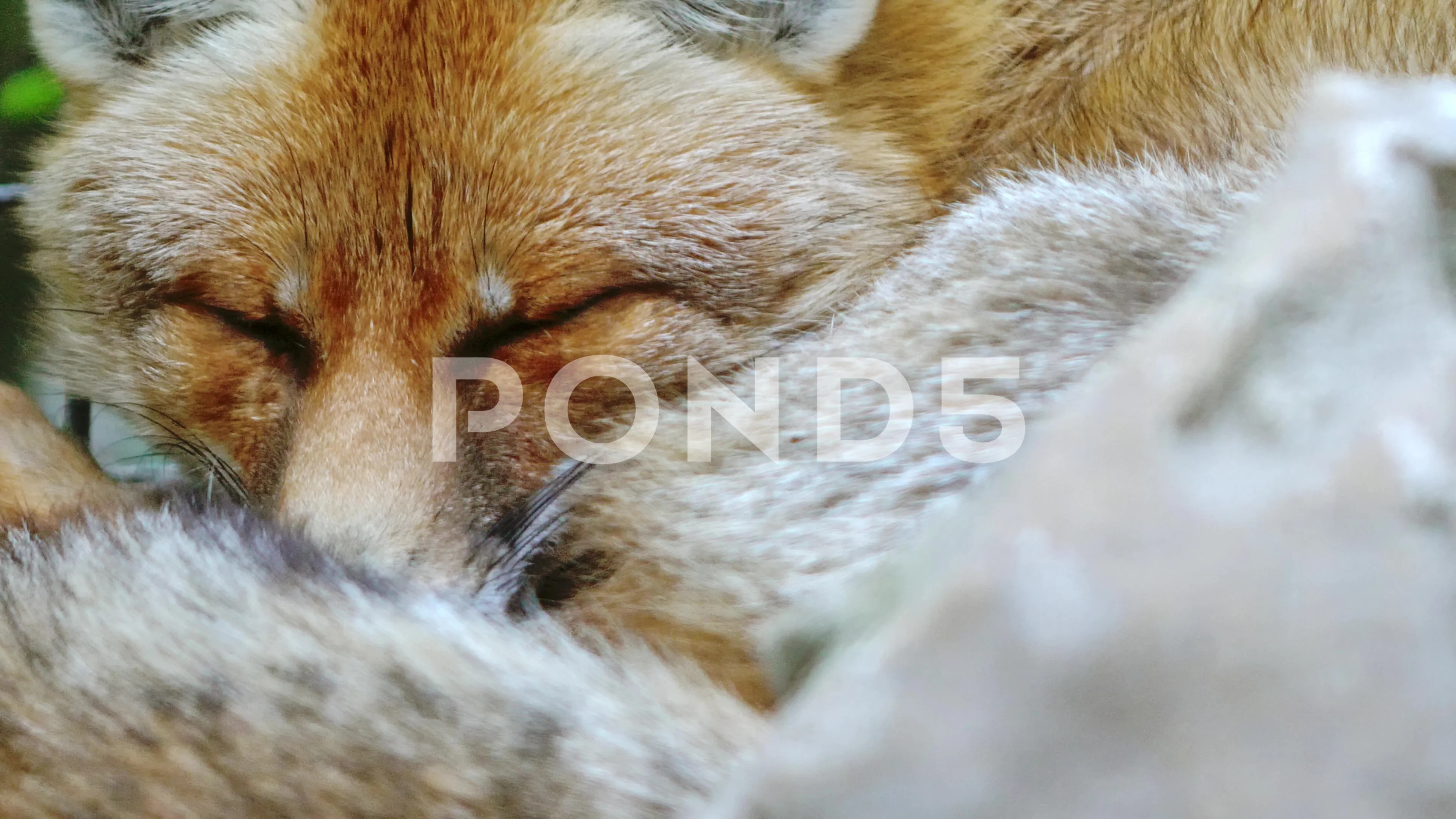 The fox lies curled up in a ball and idly opens his eyes. Close-up.