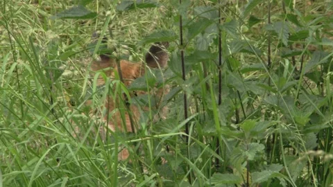 Fox lies in tall grass 스톡 동영상 212938096