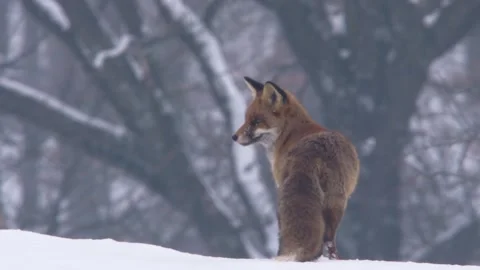 Fox listens for prey in the snow Stock Footage 296626506