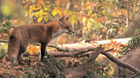 Fox look Stock Photos