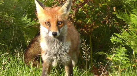 Fox looking around, moving its ears Stock Footage 41715839