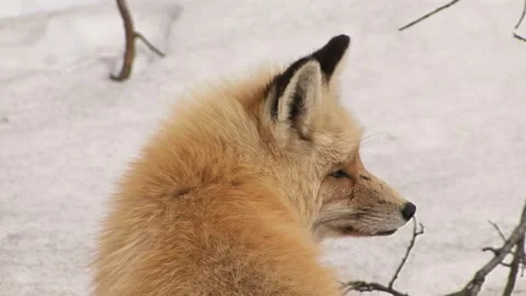 Fox looking around in the snow hd Stock Footage 237509031