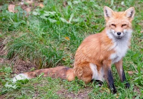 Fox  looking at the camera Stock Photos