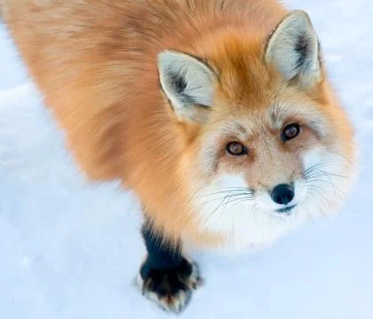 Fox is looking up at the camera Stock Photos