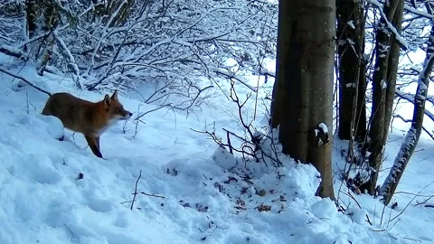 Fox looking for food 1 Video stock 153758757